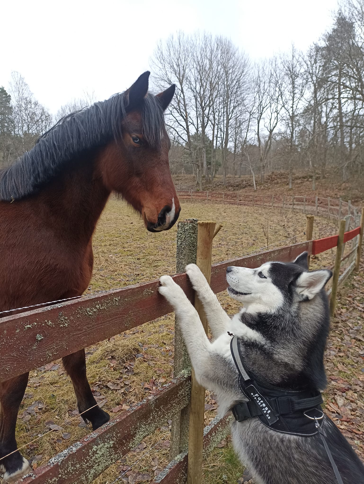 forest pies z epilepsją